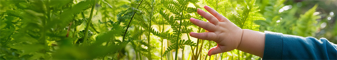 child’s hand on ferns in woods for Mayfly Festival