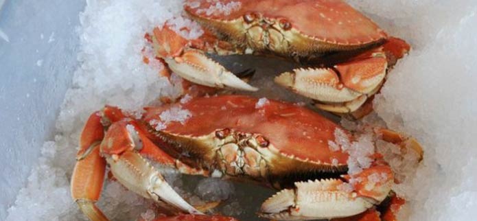 How to Catch Your Own Dungeness Crab Meal Off the Oregon Coast