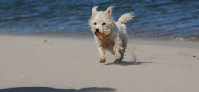 Dog-Friendly Hotels on Oregon’s Adventure Coast