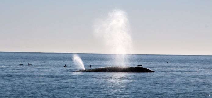 Oregon Whale Watch Week Returns to Oregon’s Adventure Coast!  