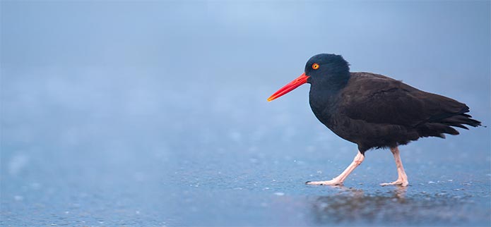 Oyster Catcher on the Beach