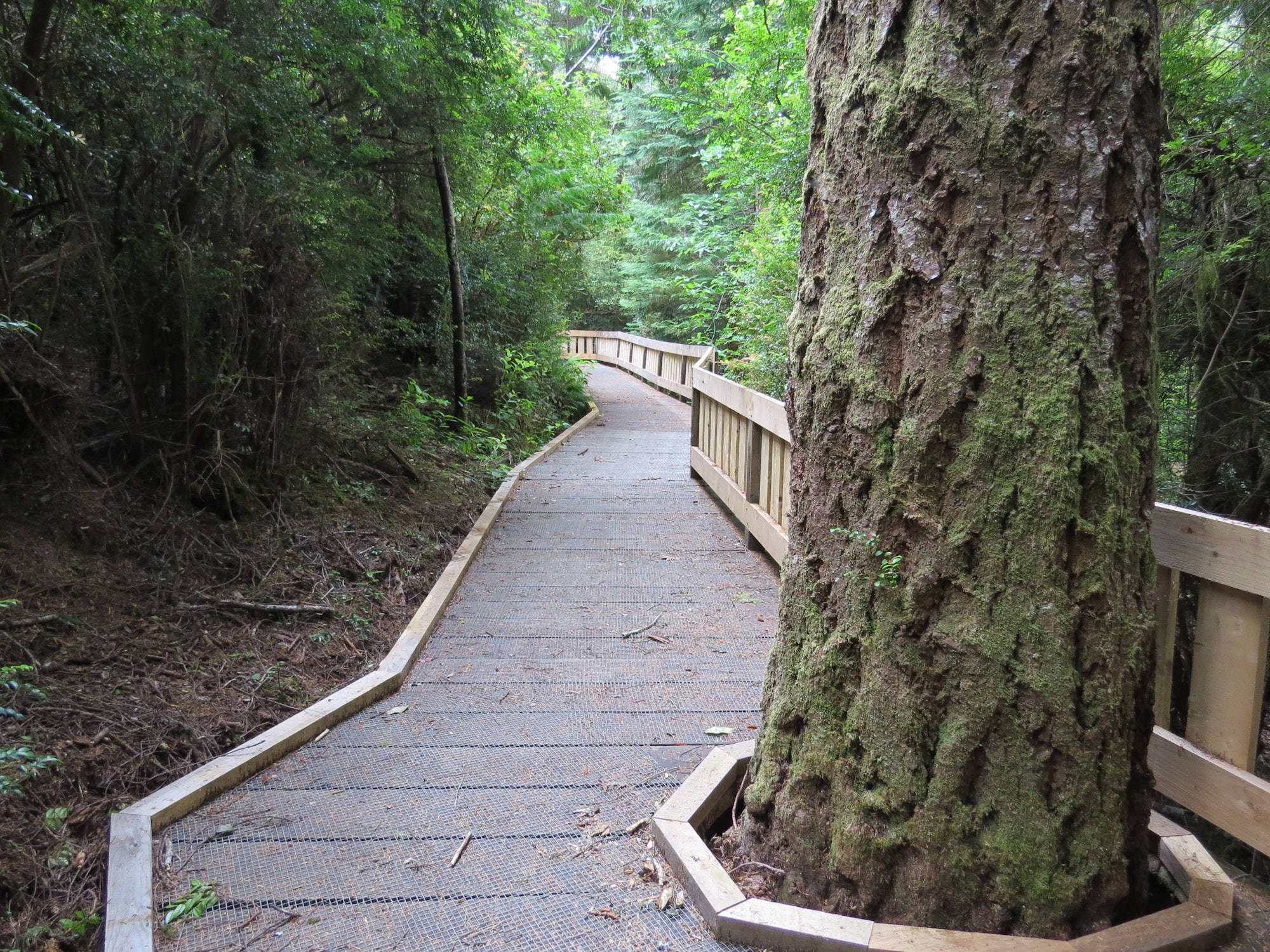 Wooden boardwalk trail winding past a large moss-covered cedar tree in a forest