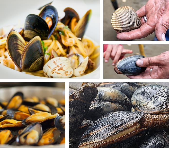 Variety of clams from Oregon’s Adventure Coast