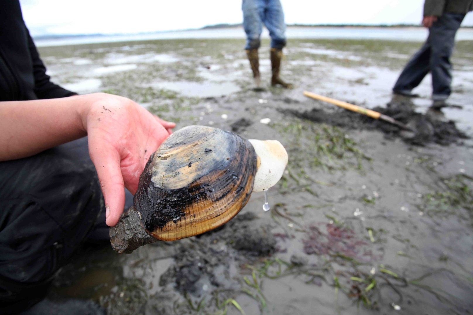 A close-up of a hand holding a large clam freshly dug from wet sand at low tide, with muddy flats, scattered shells, and people in boots clamming in the background along the Oregon Coast.