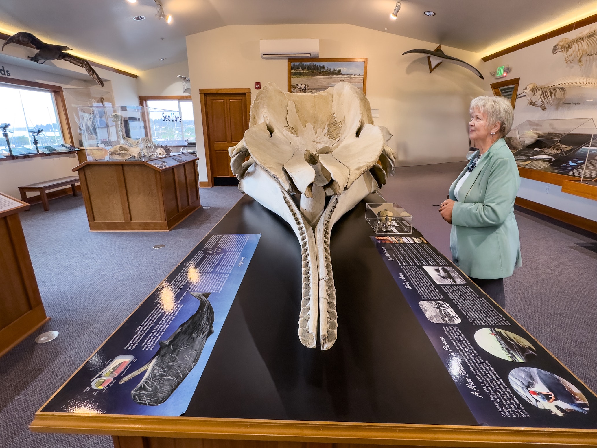 An older woman views a large whale skull on display at the Charleston Marine Life Center, surrounded by marine mammal skeletons, mounted seabirds, and interpretive panels in a bright gallery space.