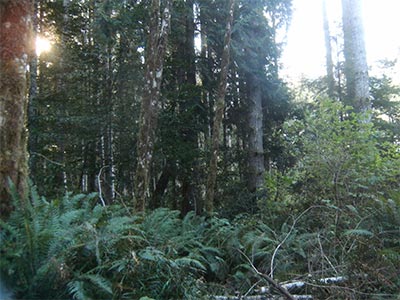 The Tribal Heritage - The Coquilles Forest