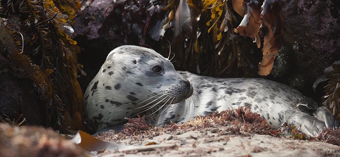 Coquille Point Harbor Seal