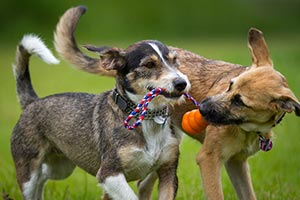 Riverview Kennels