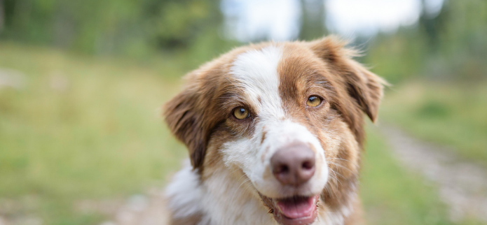 11 Dog-Friendly Activities on Oregon’s Adventure Coast: Coos Bay, North Bend, Charleston