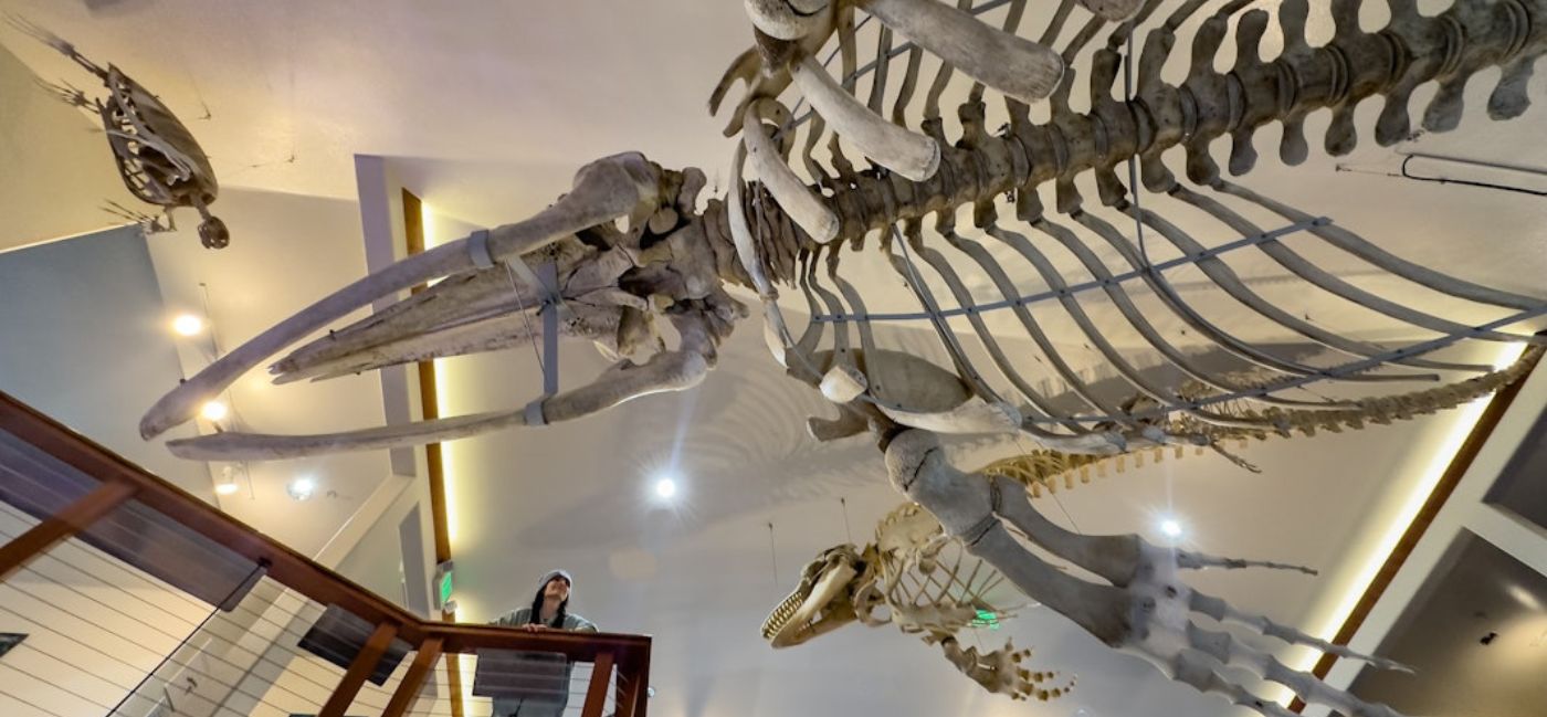A museum visitor looks up in awe at a massive whale skeleton suspended from the ceiling, with a smaller marine animal skeleton also on display, viewed from a low angle inside The Charleston Marine Life Center on Oregon’s Adventure Coast.