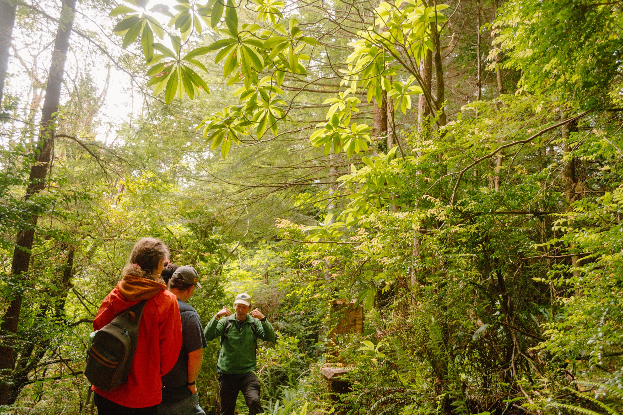 Guide gesturing while leading a small group on a forest walk beneath tree canopy