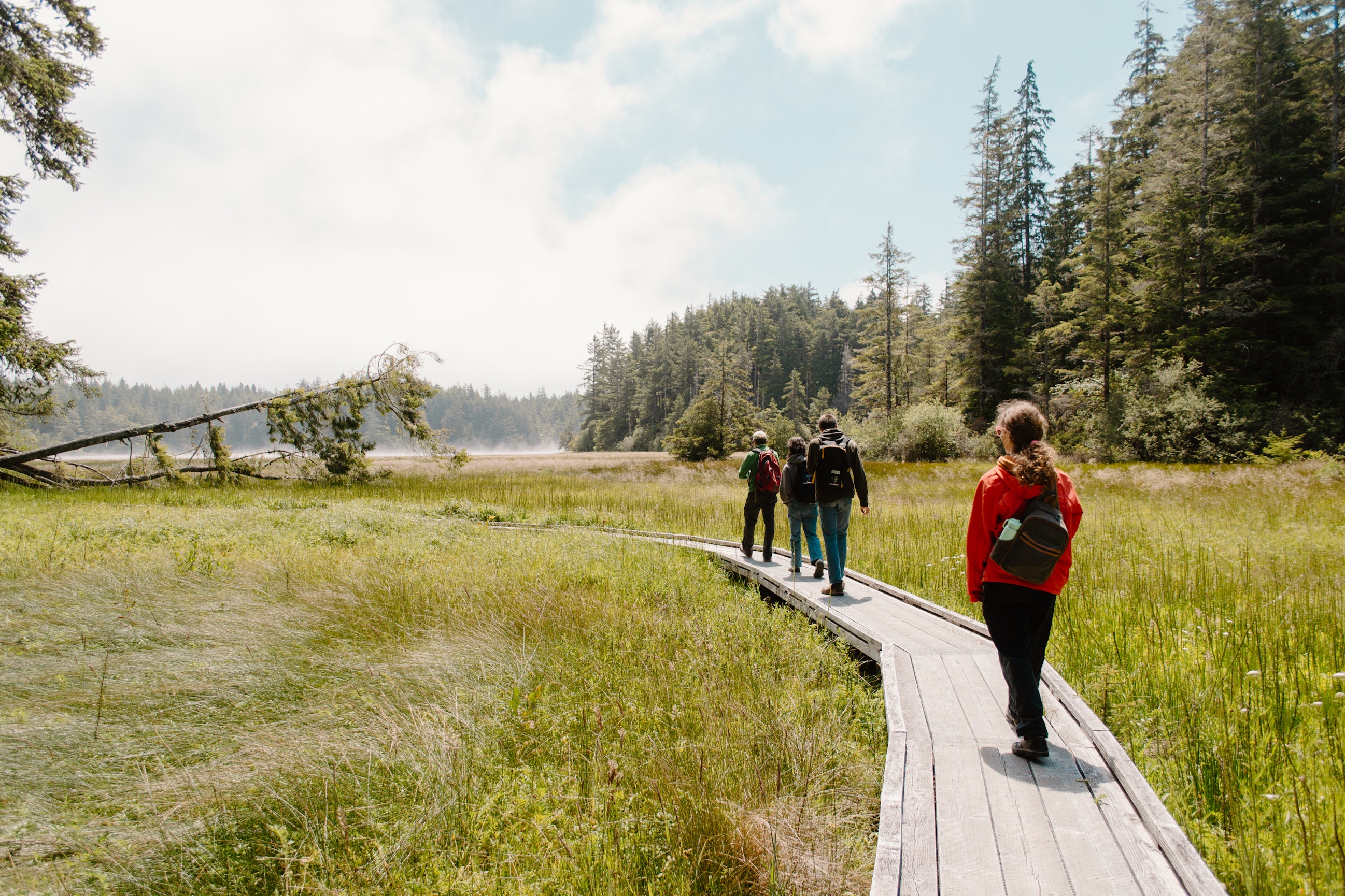 Group of hikers walking along a wooden boardwalk through a grassy wetland toward the forest