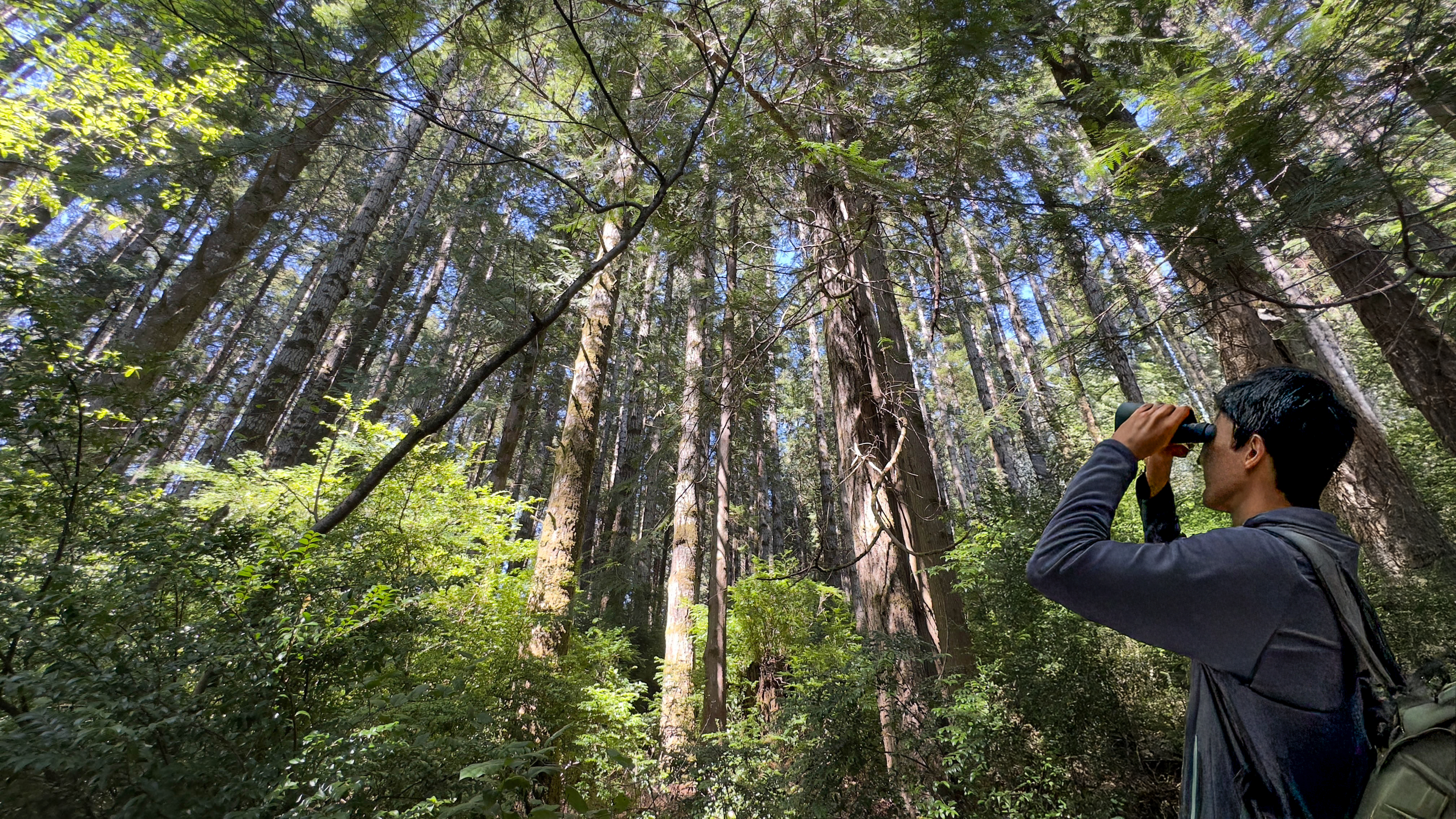 Person looking up through binoculars at a tall canopy of coniferous trees in a sunlit forest.