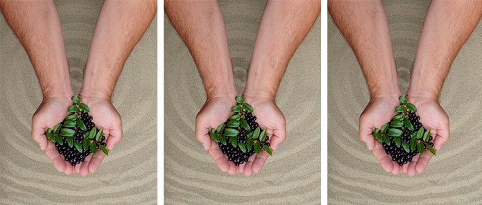 Photograph of hands holding huckleberries over a sandy area.