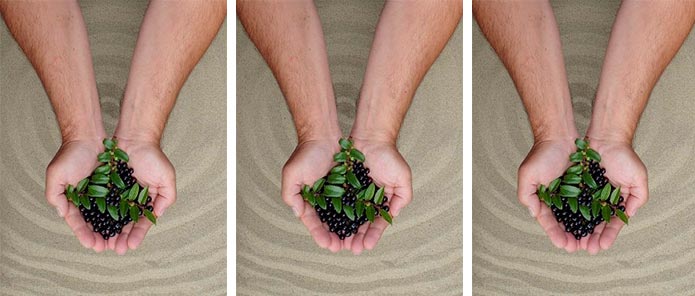 Photograph of hands holding huckleberries over a sandy area.