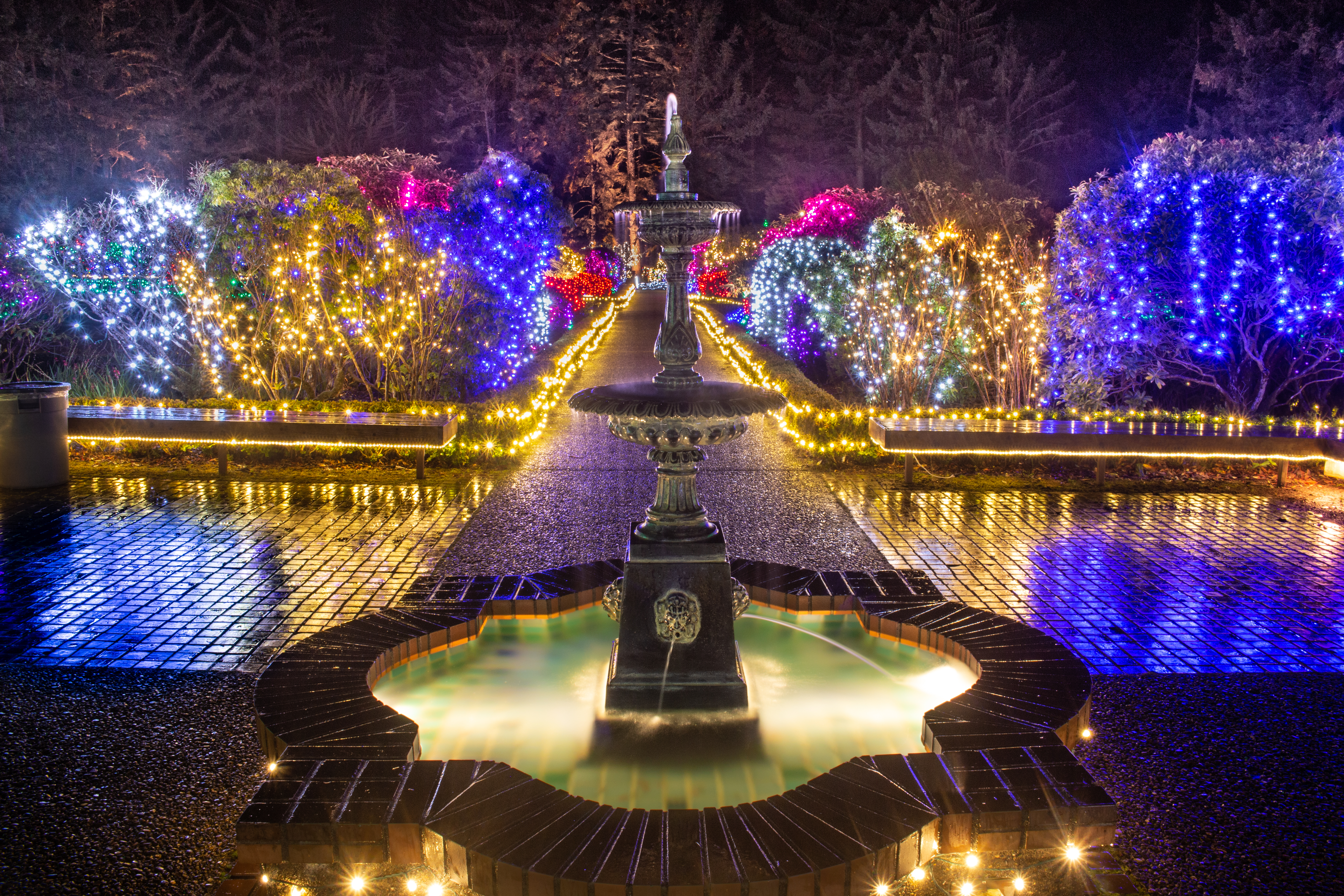 A tiered stone fountain glows at the center of the Shore Acres garden at night, with a lit pathway leading past shrubs and trees wrapped in blue, white, gold, pink and red holiday lights. The wet brick patio reflects the colorful glow.