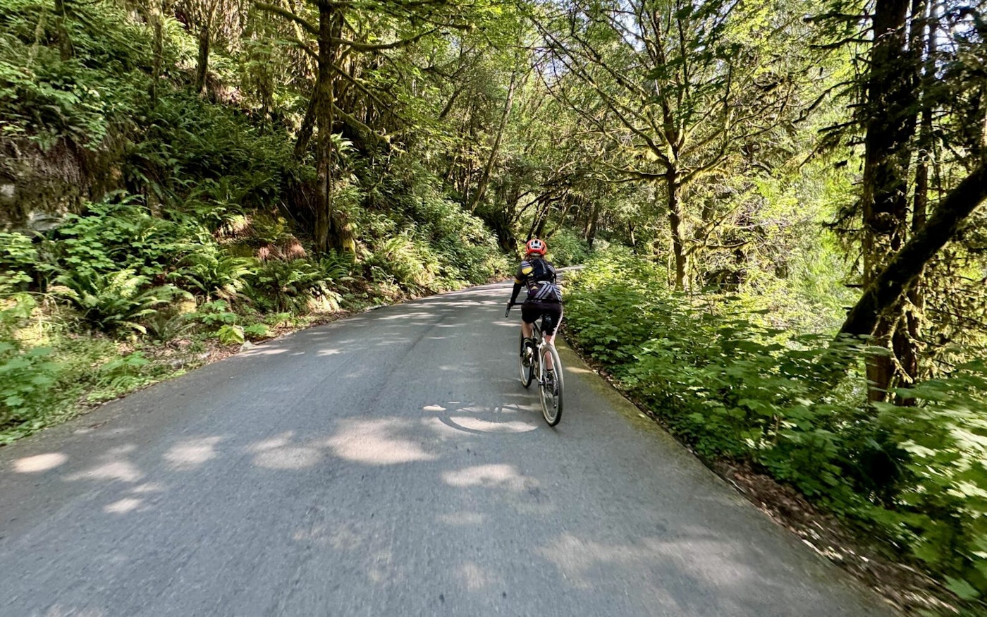 A cyclist rides up a narrow paved road through a dense forest of ferns and moss-covered trees.