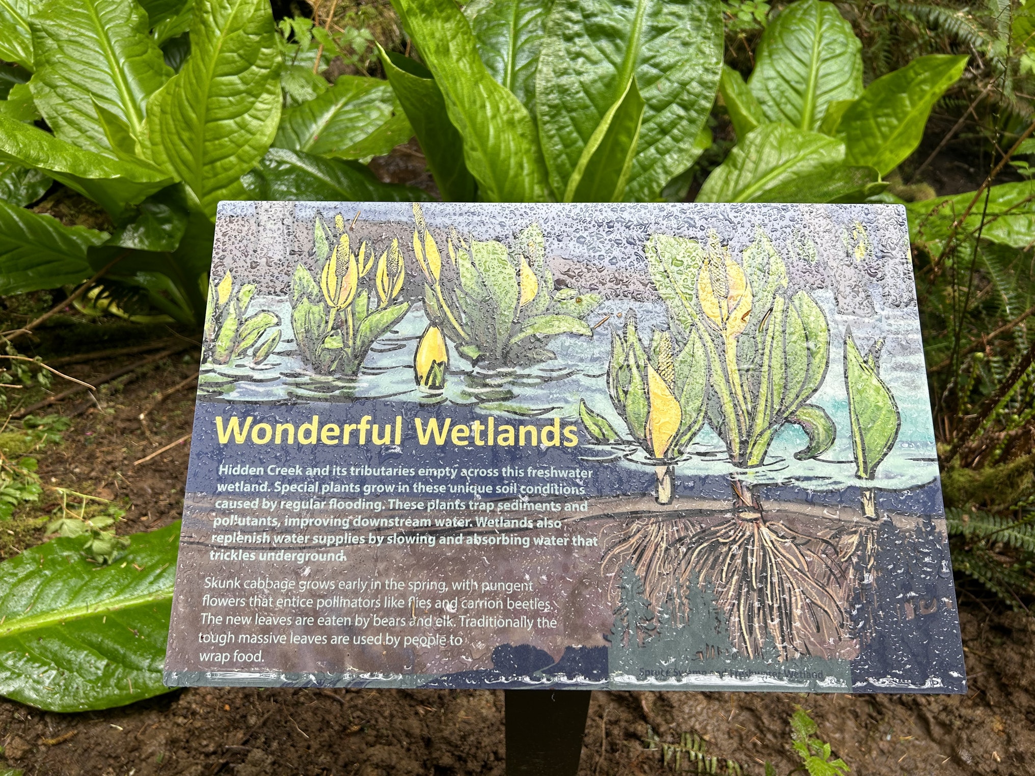 Interpretive sign titled ‘Wonderful Wetlands’ describing freshwater wetland plants, displayed among skunk cabbage