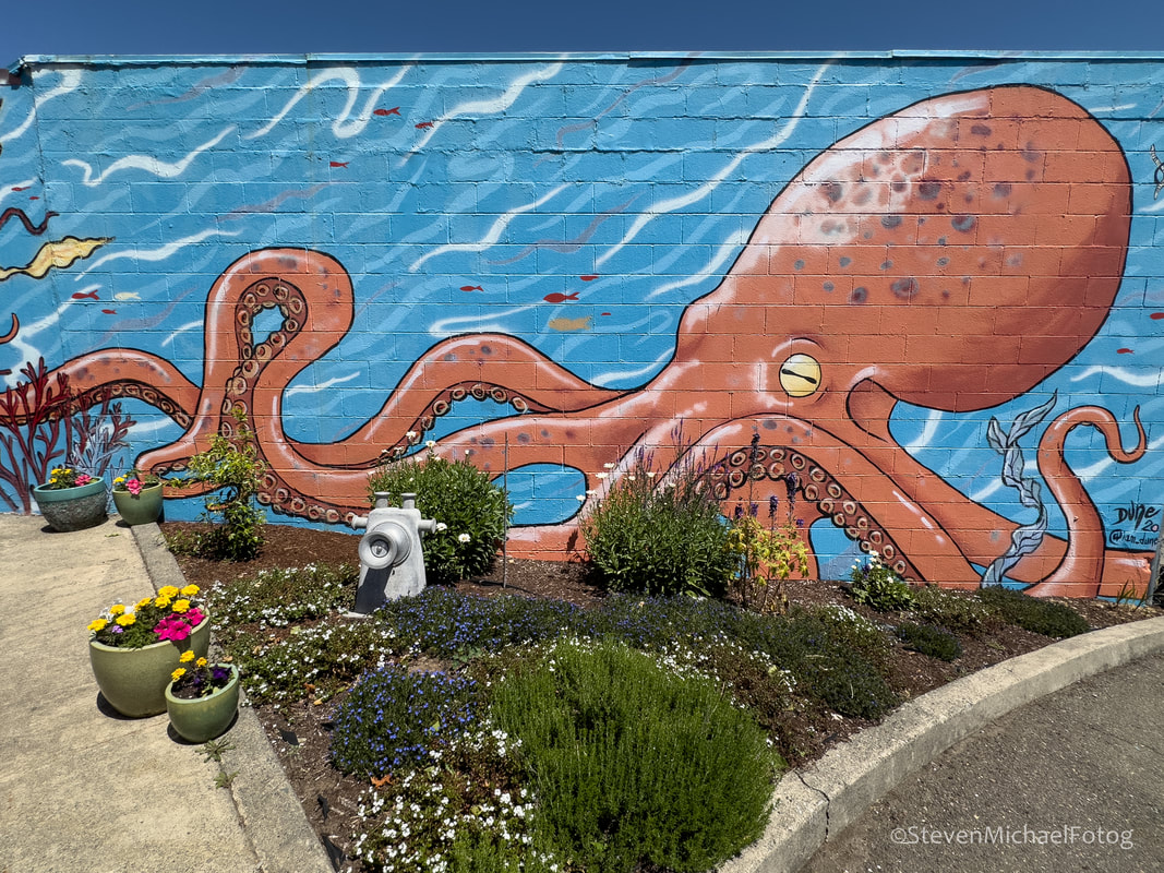 Large octopus mural in downtown Coos Bay painted on a blue brick wall behind the Little Fish Fine Seafood Restaurant and Market, showing a red Pacific octopus stretching its arms across the wall beside a landscaped garden area. Large octopus mural in downtown Coos Bay painted on a blue brick wall behind the Little Fish Fine Seafood Restaurant and Market, showing a red Pacific octopus stretching its arms across the wall beside a landscaped garden area.