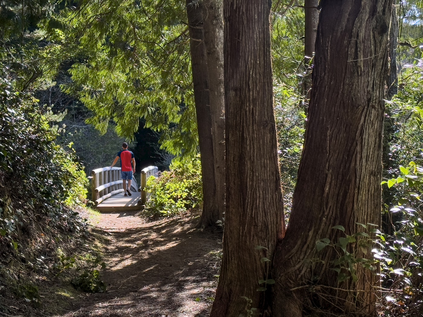 Hiker crossing a wooden footbridge on a sunlit trail through a dense forest.