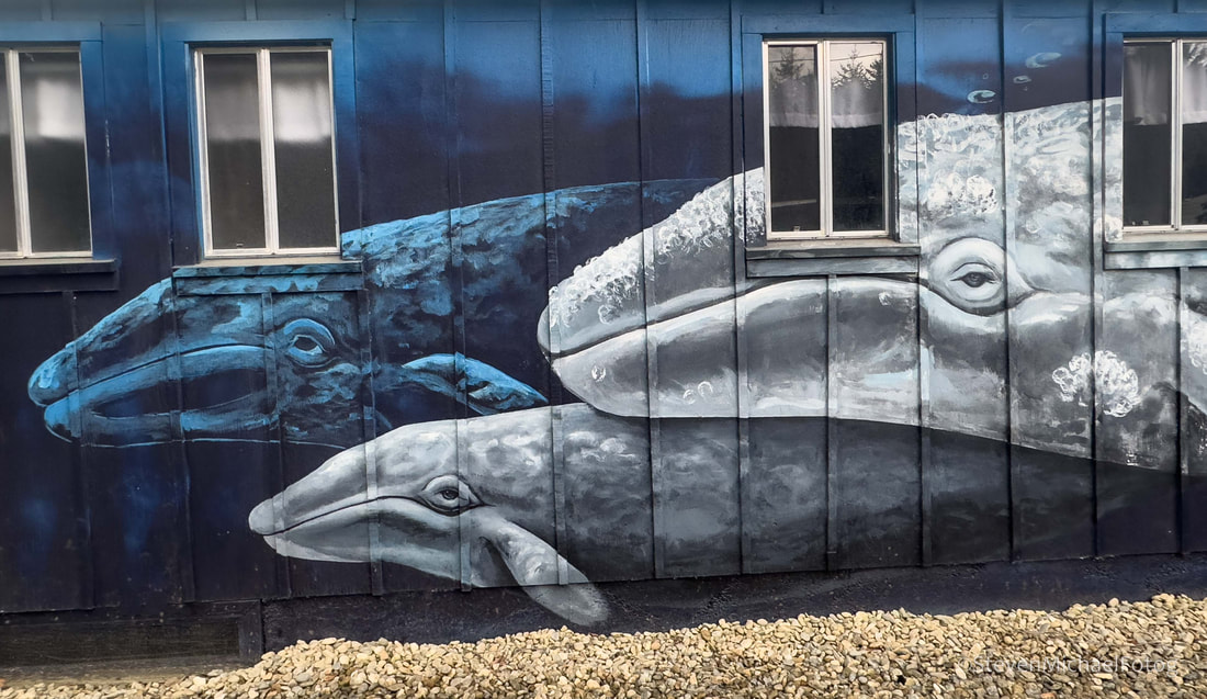 Whale mural at the Plainview Motel and RV Park in Charleston, Oregon showing three large whales painted in shades of blue and gray across a building wall with windows integrated into the artwork. Whale mural at the Plainview Motel and RV Park in Charleston, Oregon showing three large whales painted in shades of blue and gray across a building wall with windows integrated into the artwork.