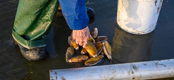 Where to find Razor Clams on Oregon's Adventure Coast