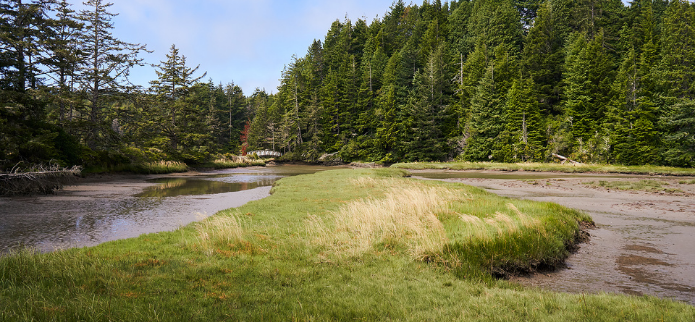 Unplug & Reconnect With Nature at the South Slough NERR