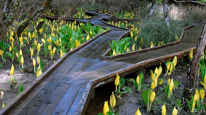 A wooden boardwalk takes hikers through the lower slough.