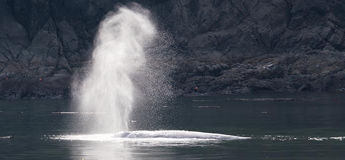 Southern Oregon Coast Grey Whale