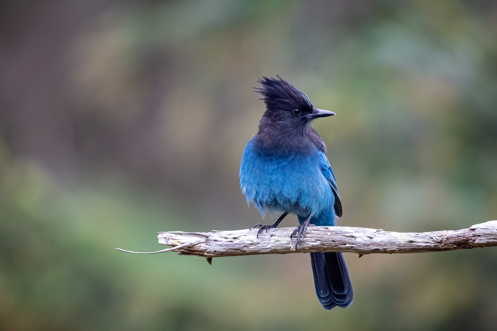 A Steller&rsquo;s Jay with a black crest and vivid blue body perched on a bare branch in the forest.