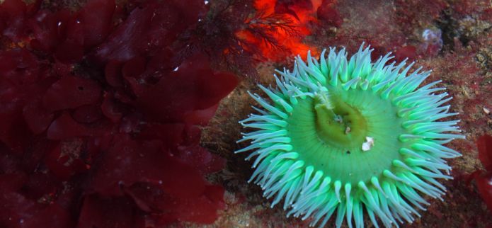 Discover the Wonders of Tide-Pooling on Oregon’s Adventure Coast