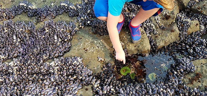 Tidepooling on Oregon’s Adventure Coast