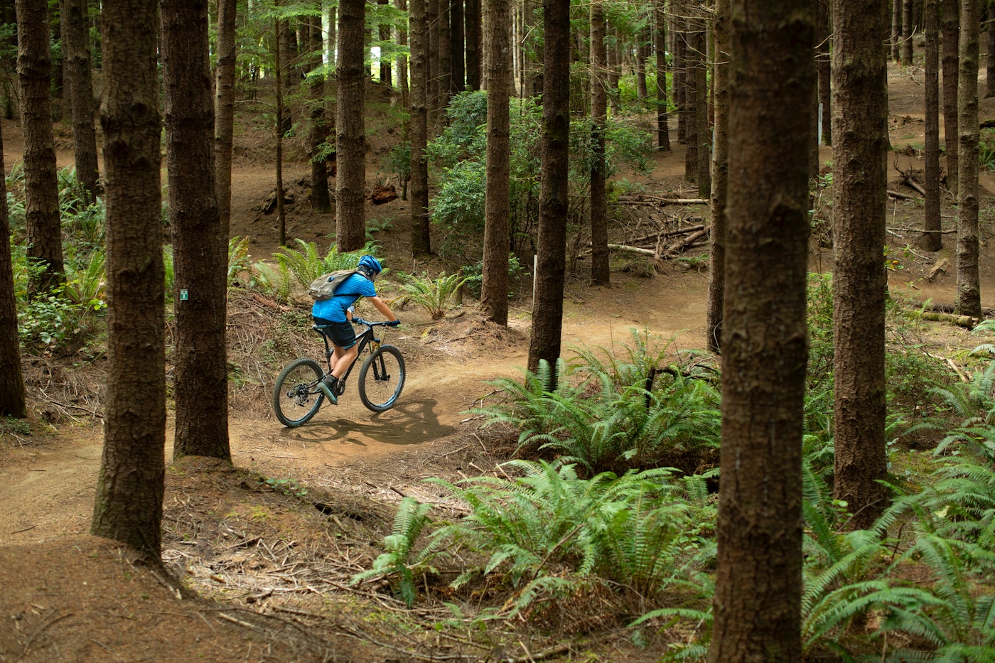 A mountain biker in a blue helmet and shirt navigates a winding dirt trail through a dense forest of tall evergreen trees and lush ferns at Whiskey Run Mountain Biking trails in Oregon.