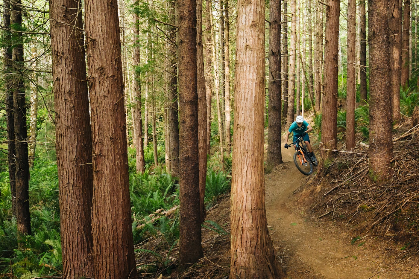A mountain biker rides a narrow dirt singletrack trail through a stand of tall evergreen trees.