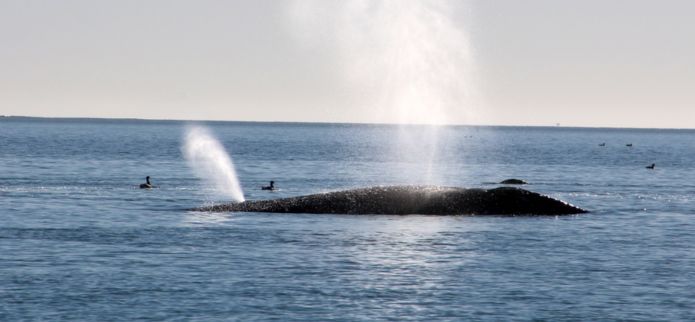 Countdown to Oregon's Winter Whale Watch Week: December 27-31, 2023!